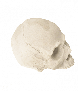 SR-skull