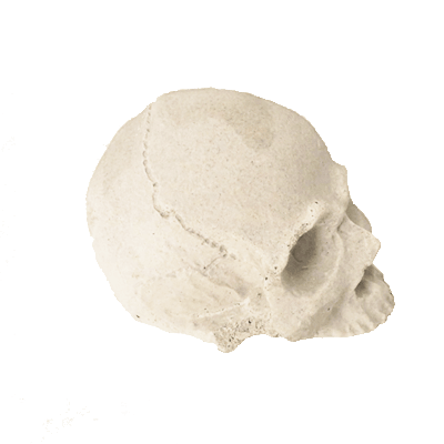SR-skull