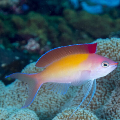 Anthias