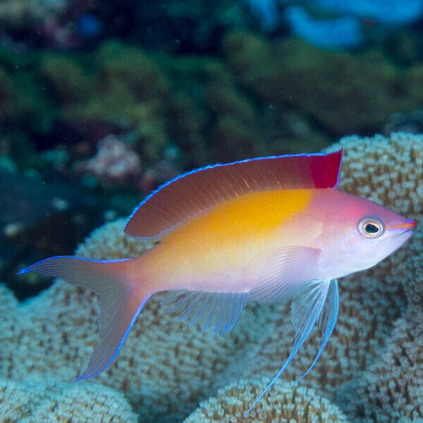 Anthias