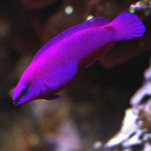 Pseudochromis fridmani-ico