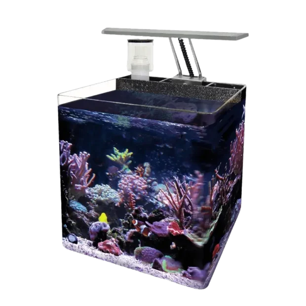 Luz nano-reef