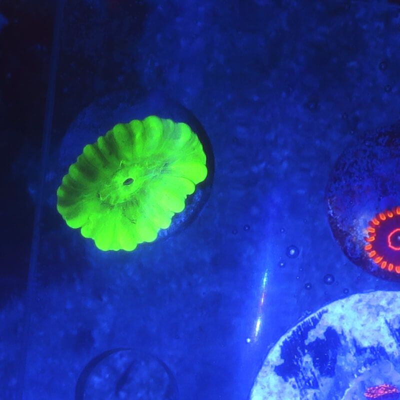 Caulastrea