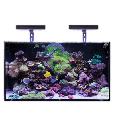 AO-aquario-koral-112-ico
