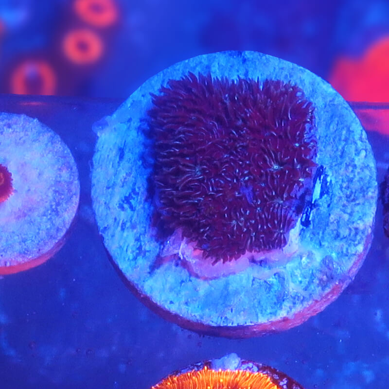 coral pavona fluffy