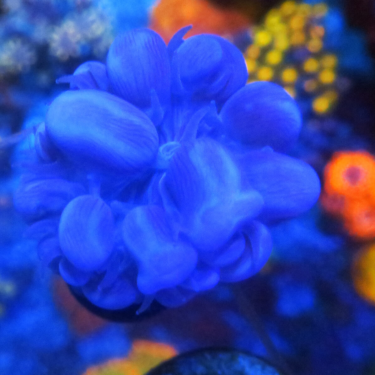 Bubble Coral branching