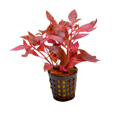 Plantas
