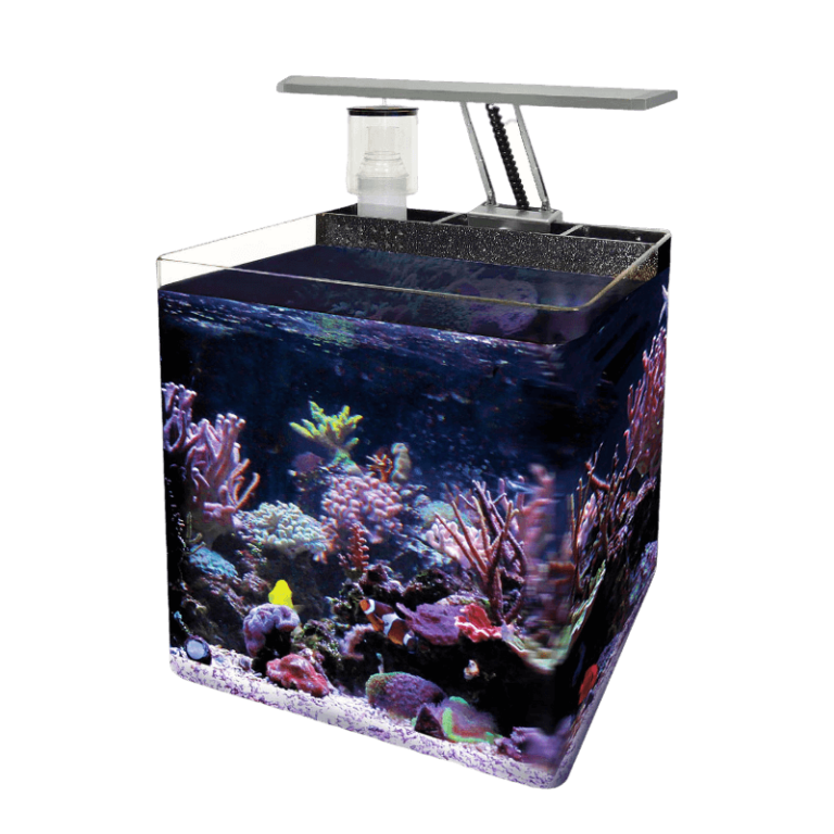 pico reef