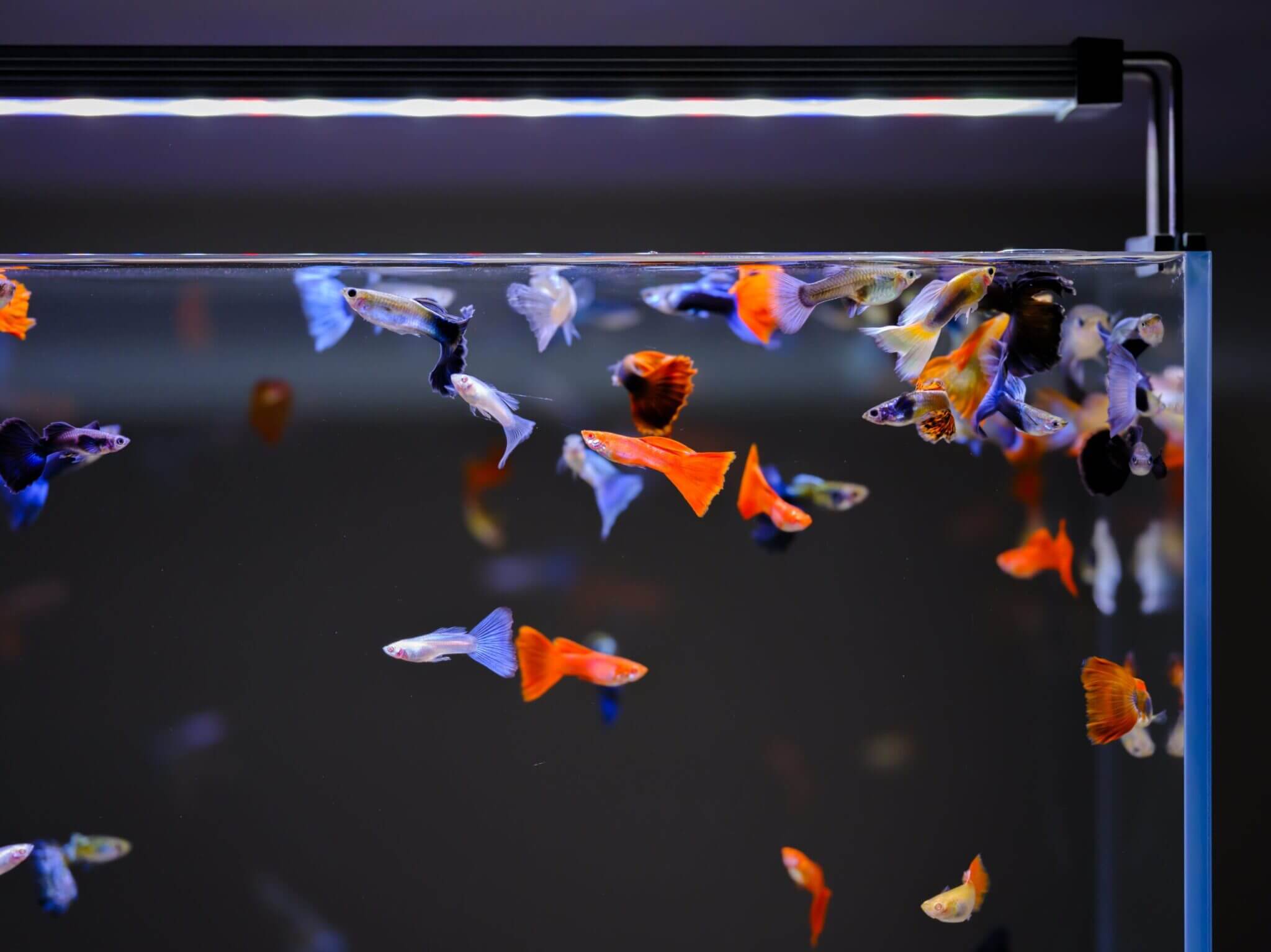 B-line-II-Fish-scaled