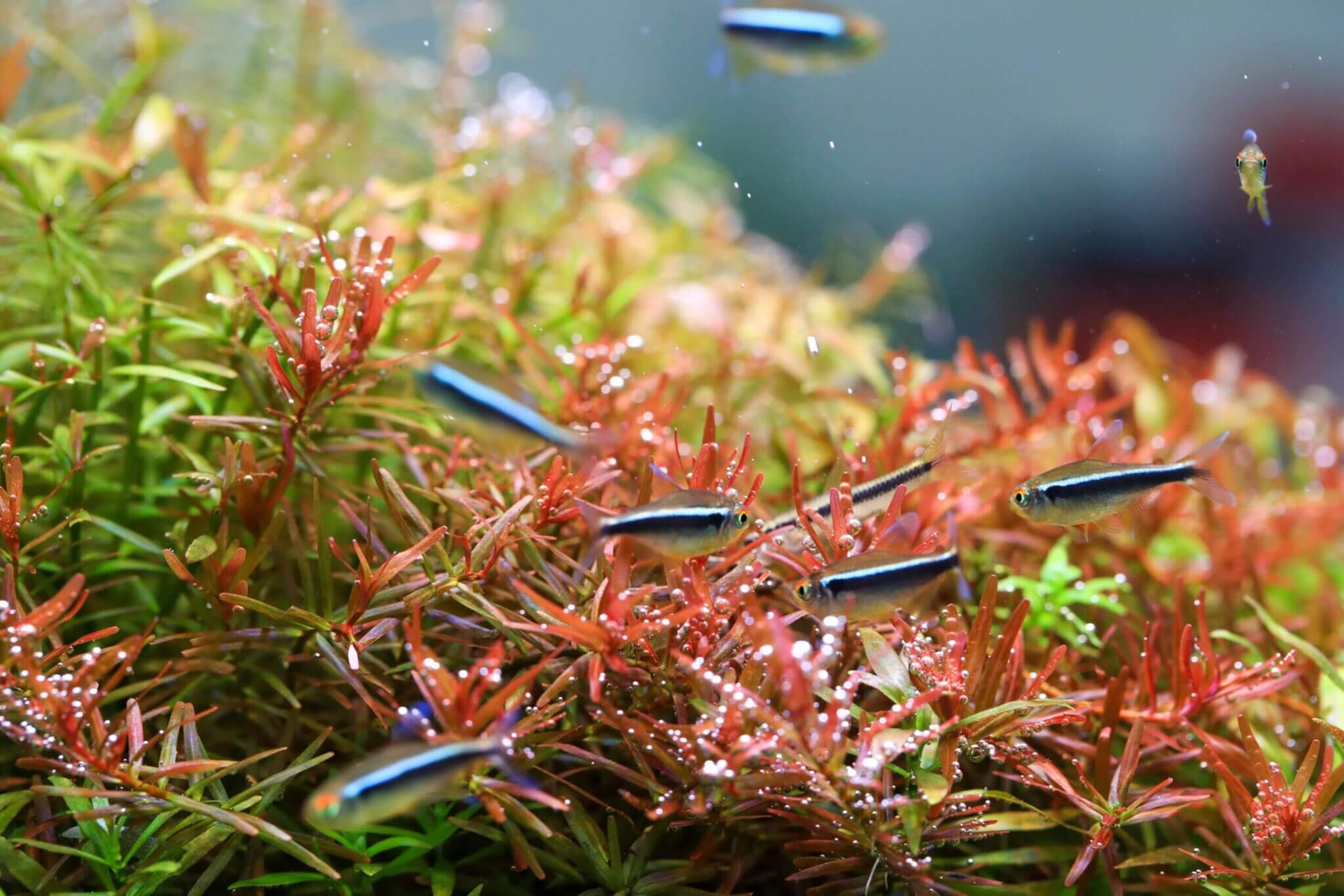 B-line-II-Plants-scaled