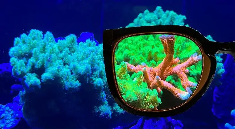 AquaMedic_Coral_Glasses_montipora