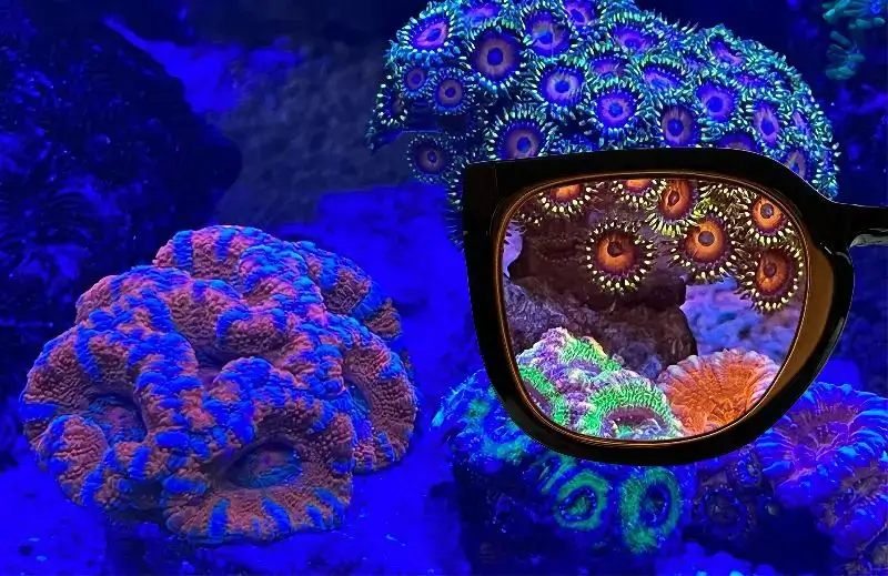 AquaMedic_Coral_Glasses_zoanthus