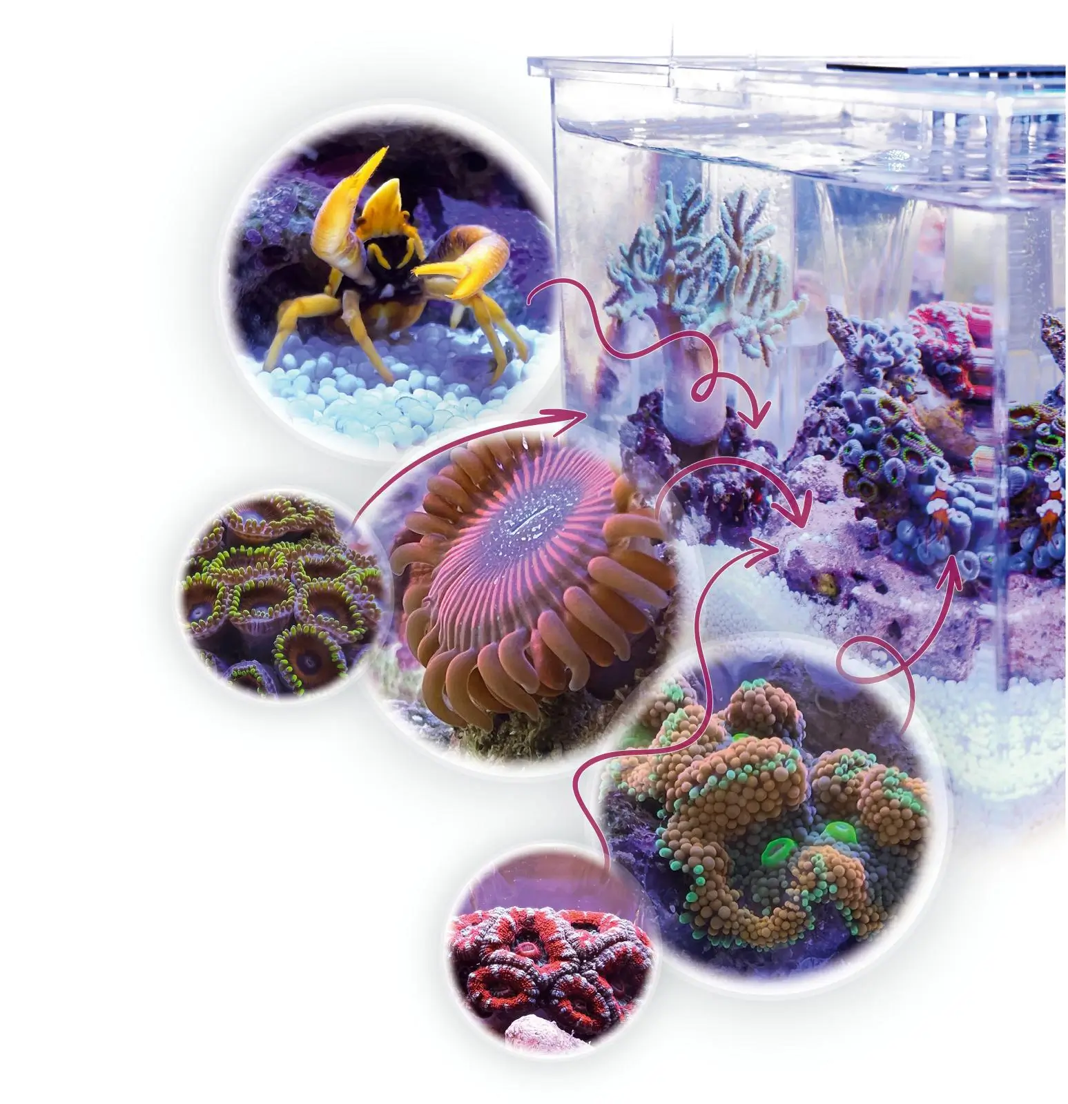 Aquamedic pico-reef Armatus XS livestock
