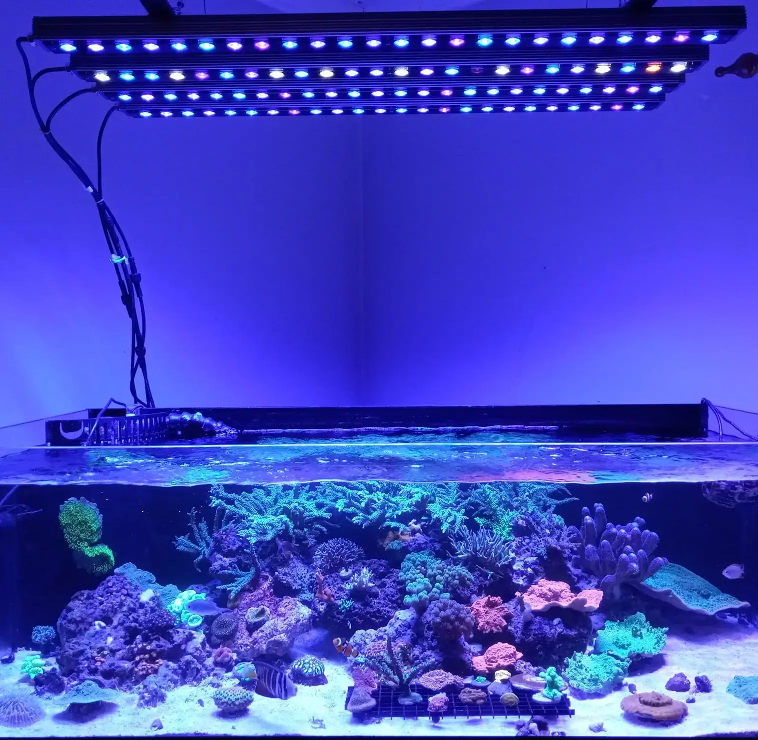 Orphek OR3 mixed bars