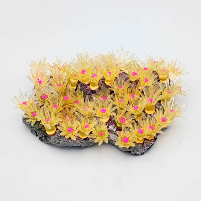 pachyclavularia-white