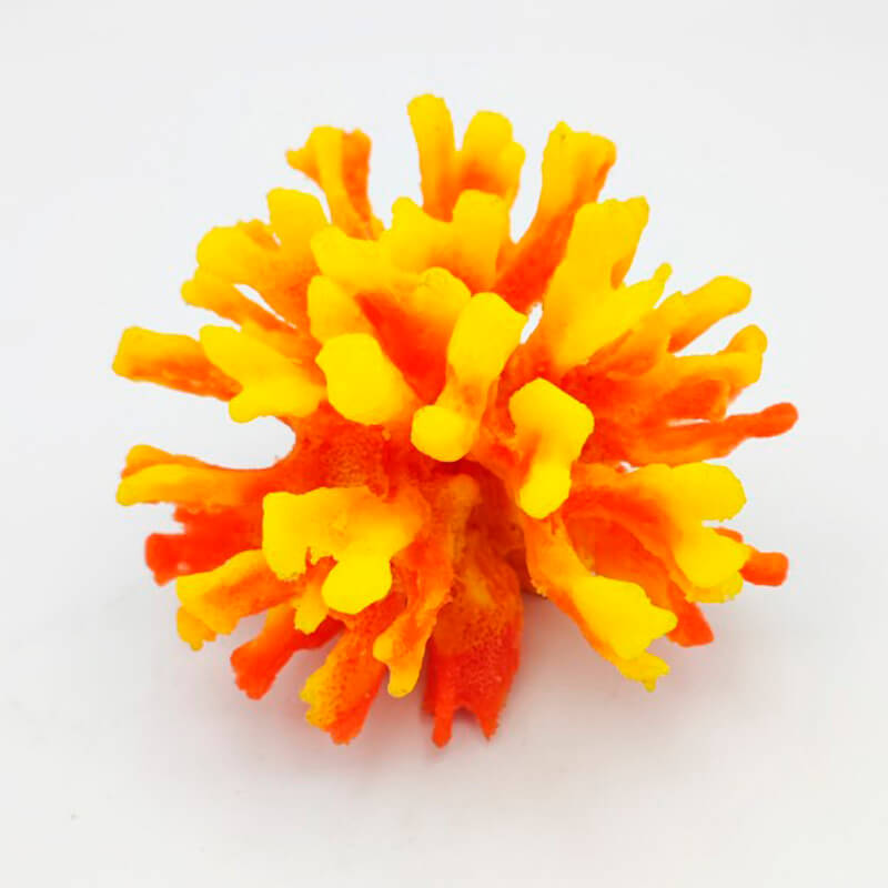 pavona-cactus-orange