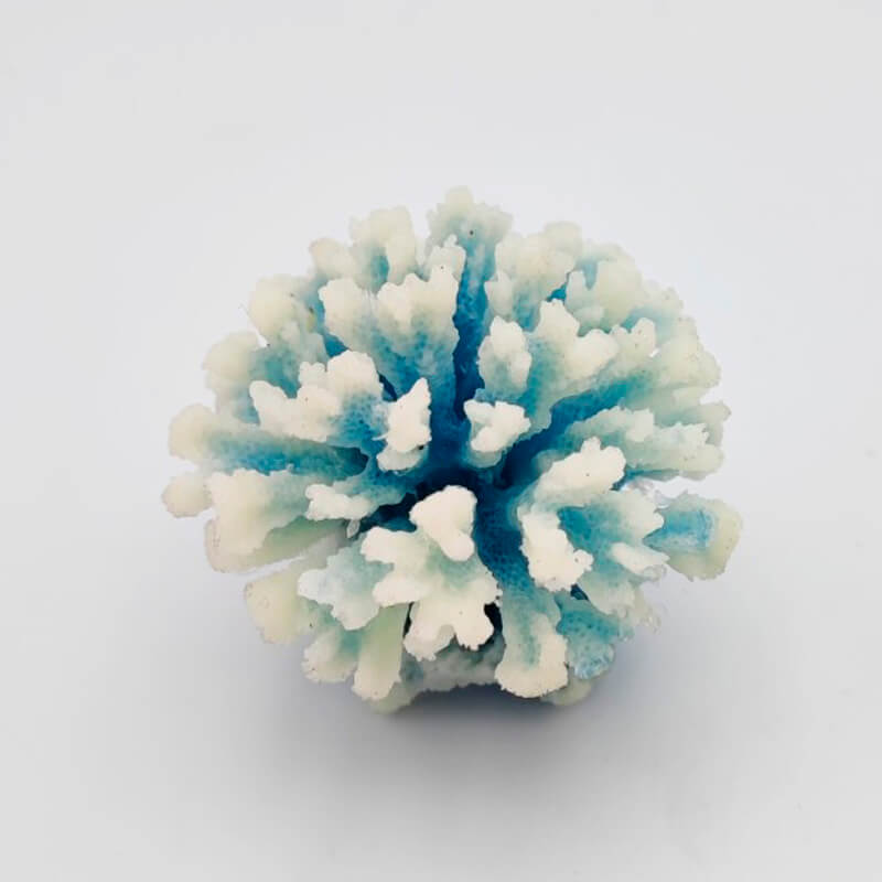 pocillopora-damicornis-s-blue pocillopora-damicornis-s-blue