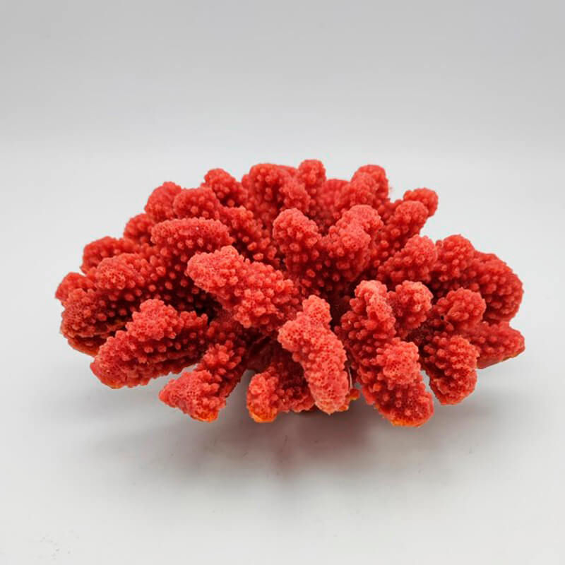 pocillopora-verrucosa-l-pink pocillopora-verrucosa-l-pink