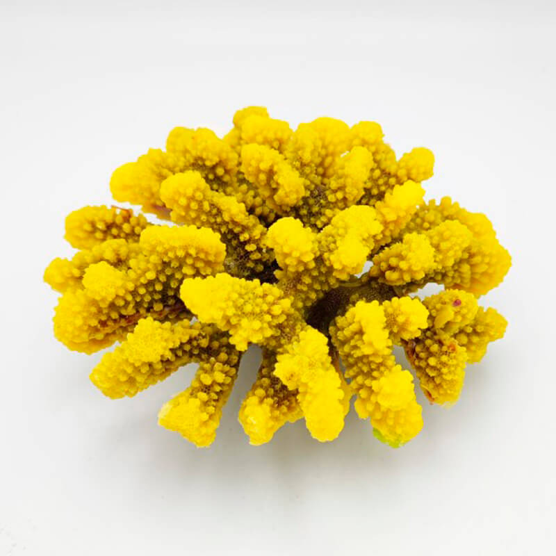 pocillopora-verrucosa-l-yellow pocillopora-verrucosa-l-yellow