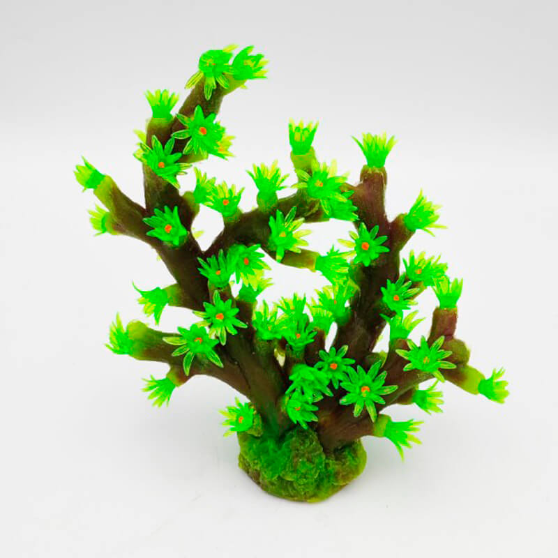 turbastrea-micrantha-green