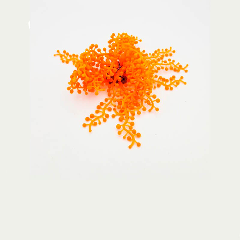 caulerpa-racemosa-orange
