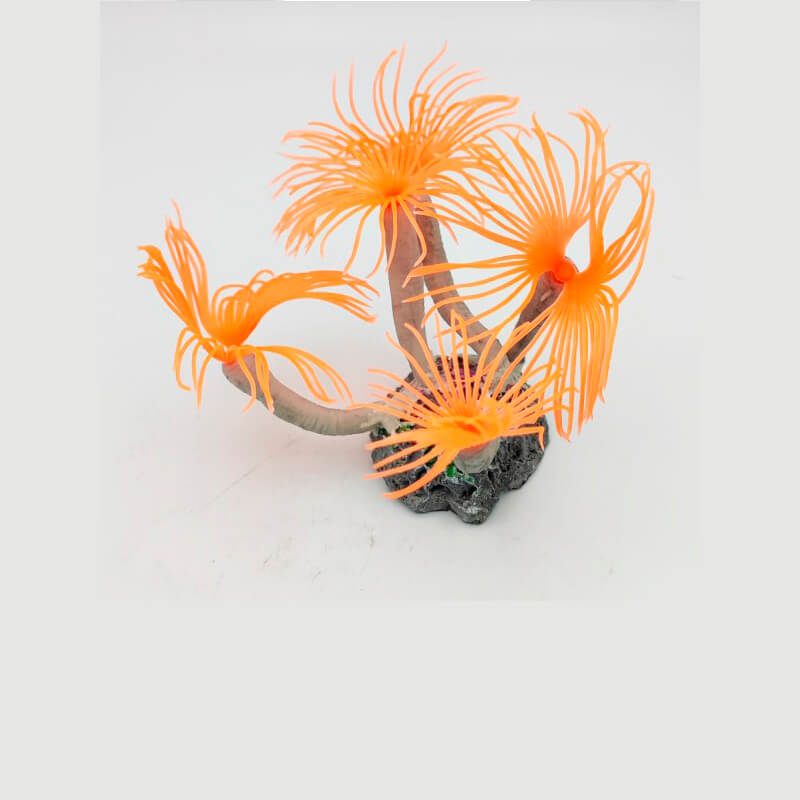 sabellastarte-sp-orange