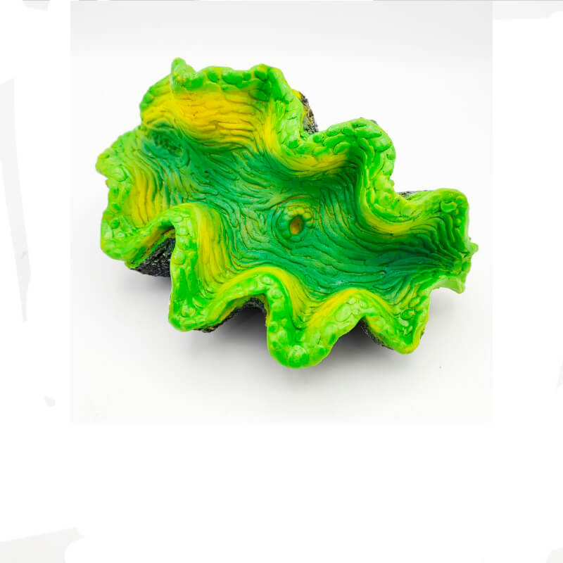 tridacna-sp-green